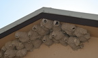 nests badlands 0835 13sep24