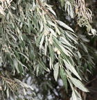 russian olive elaeagnus angustifolia dignity of earth and sky rest area chamberlain south dakota 0664 13sep24