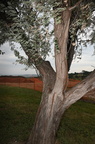 russian olive elaeagnus angustifolia dignity of earth and sky rest area chamberlain south dakota 0666 13sep24