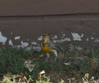 western meadowlark sturnella neglecta badlands 0806 13sep24