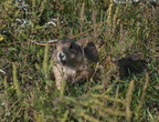 black tailed prairie dog cynomys ludovicianus badlands 1000 14sep24