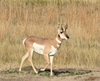 proghorn antilocapra americana badlands 0920 14sep24
