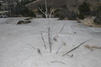 dead tree mammoth hot springs yellowstone 1680 17sep24zac