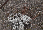 cushion wild buckwheat eriogonum ovalifolium old faithful geyser yellowstone 1775 18sep24