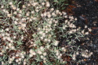 golden aster heterotheca villosa old faithful geyser yellowstone 1752 18sep24