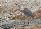 great blue heron geyser yellowstone 1875 18sep24