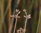 hardstem bulrush schoenoplectus acutus yellowstone 1887 18sep24