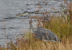 great blue heron geyser yellowstone 1867 18sep24