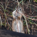 least chipmunk tamias minimus old faithful yellowstone 1880 18sep24zac