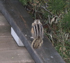 least chipmunk tamias minimus old faithful yellowstone 1777 18sep24zac
