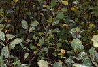 serviceberry saskatoon amelanchier alnifolia yellowstone 1878 18sep24