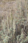 basin sagebrush artemisia tridentata mount moran 2020 19sep24