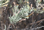 basin sagebrush artemisia tridentata mount moran 2019 19sep24