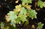 bristly black gooseberry ribes lacustre moose falls yellowstone 1949 19sep24