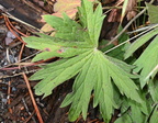 columbian monkshood aconitum columbianum moose falls yellowstone 1956 19sep24