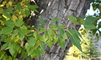 cottonwood populus balsamifera rustic inn jackson hole 2095 19sep24