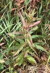 fireweed epilobium angustifolium grand teton 1963 19sep24