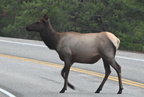 elk cervus canadensis yellowstone 1908 19sep24