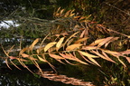 fireweed epilobium angustifolium moose falls yellowstone 1950 19sep24