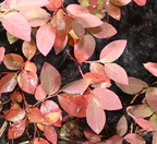 huckleberry vaccinium globulare moose falls yellowstone 1953 19sep24