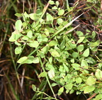 grouseberry vaccinium scoparium moose falls yellowstone 1941 19sep24