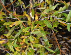 salix lewis lake yellowstone 1920 19sep24