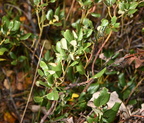 snowbush ceanothus velutinus sacred heart teton county 1991 19sep24