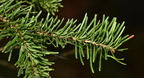 subalpine fir abies lasiocarpa lewis lake yellowstone 1927 19sep24