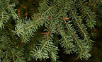 subalpine fir abies lasiocarpa lewis lake yellowstone 1925 19sep24