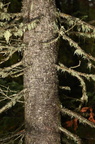 subalpine fir abies lasiocarpa lewis lake yellowstone 1928 19sep24