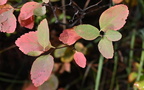 white spirea spiraea betulifolia moose falls yellowstone 1942 19sep24