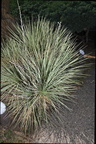 soapweed yucca glauca 1880 town 2213 21sep24