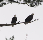 bald eagle wisconsin dells 2218 22sep24zac