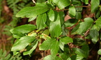 black huckleberry gaylussacia baccata wisconsin dells 2277 22sep24