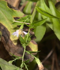 blue wood aster symphyotrichum cordifolium wisconsin dells 2275 22sep24zac