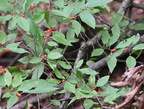 common winterberry ilex verticillata wisconsin dells 2269 22sep24