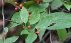 common winterberry ilex verticillata wisconsin dells 2270 22sep24