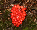 jack in the pulpit arisaema triphyllum wisconsin dells 2241 22sep24