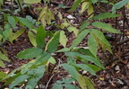 red elderberry sambucus racemosa wisconsin dells 2267 22sep24