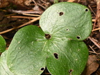 round lobed hepatica anemone americana wisconsin dells 2272 22sep24