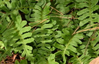rock polypody polypodium virginianum wisconsin dells 2276 22sep24