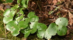 round lobed hepatica anemone americana wisconsin dells 2272a 22sep24