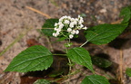 white snakeroot ageratina altissima wisconsin dells 2264 22sep24