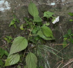 white snakeroot ageratina altissima wisconsin dells 2227 22sep24zac