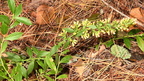 woodland goldenrod solidago caesia wisconsin dells 2279 22sep24