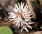 allegheny spurge pachysandra procumbens untermyer yonkers 1757 5apr24