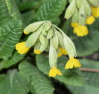 cowslip primula veris untermyer yonkers 1758 5apr24
