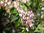 japanese pieris pieris japonica untermyer yonkers 1765 5apr24