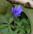 grecian windflower anemonoides blanda untermyer yonkers 1756 5apr24