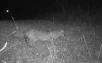 bobcat lynx rufus trail camera farm 1085 5apr25